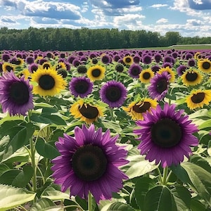 50 Purple Sunflower Seeds – Unique and Eye-Catching Blooms, Ornamental Garden Variety, Easy to Grow Annual for Pollinators and Cut Flowers