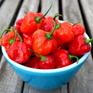 20 Red Scotch Bonnet Pepper Seeds – Heirloom Natural  Hot Chili, Caribbean Favorite, Spicy Pepper for Salsas & Sauces, Easy to Grow