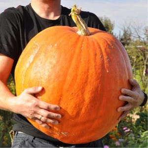 10 Seeds | Big Max Pumpkin Seeds, Giant Heirloom Pumpkin, Natural , Large Orange Fruit, Easy Grow, Autumn Garden Favorite