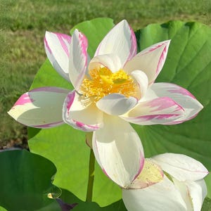 5+ Special Seeds Empress Lotus – Indian Lotus (Nelumbo nucifera), Regal Pink Blooms, Sacred Aquatic Flower, Fragrant Pond Plant, Water Lotus
