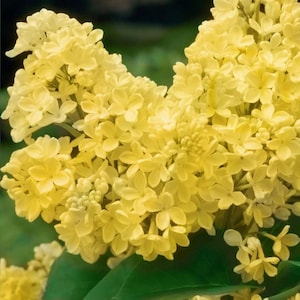 25 Yellow Lilac Seeds – Rare Syringa vulgaris Variety with Soft Yellow Blooms, Fragrant Spring Shrub for Hedges, Borders, and Cottage Garden