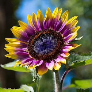 50pcs Rare Purple Heart Sunflower Seeds - Unique Violet Blooms - Heirloom Natural  Seeds - Eye-Catching Garden Accent - Easy to Grow Annual