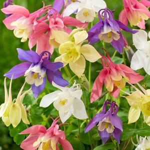 400 Seeds | McKana Giant Columbine Flower – Colorful Perennial Blooms – Pollinator Friendly – Spring Garden – Shade Tolerant – Easy to Grow