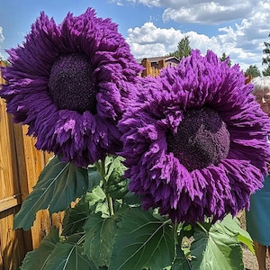 50 Seeds| Purple Enchanting Giant Teddy Bear Sunflower Seeds, Fluffy Double Blooms, Cut Flowers, Pollinator Garden, Non GMO, Open Pollinated