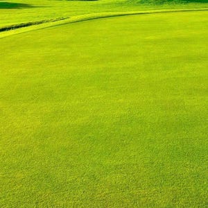 160,000 Premium Creeping Bentgrass Seeds – Fine Lawn Grass for Golf Greens, Dense Low-Mow Turf for Shady or Sunny Lawns USA Grown
