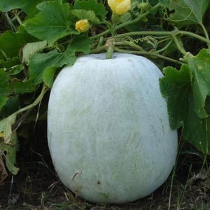 20+ Wax Gourd Seeds | Winter Melon (Benincasa hispida), Mild Asian Vegetable, Long-Storing Fruit, Easy to Grow Warm Season Garden Crop