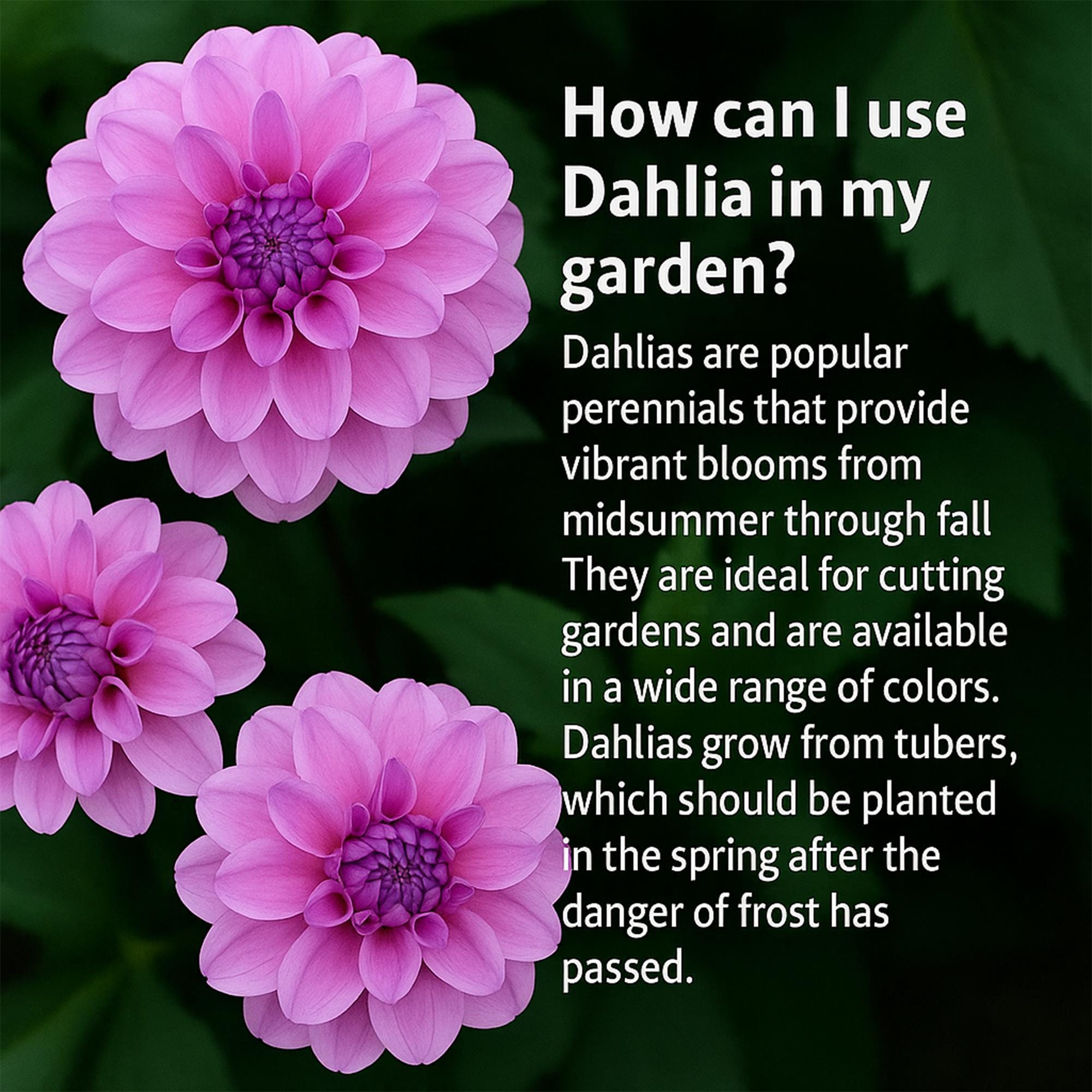 ＊Dahlia＊ページ Dahlia 22-in Wall/Vanity Light – Kuzco Lighting