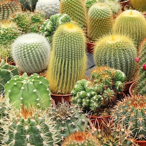 50+ Cactus Seed Mix – Special Exotic Flowering Cacti – Hardy Drought-Tolerant Succulent Seeds for Pots, Desert Gardens & Collectors