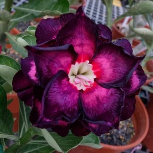 4 Purple Black Desert Rose Seeds | Adenium Obesum Variety, Exotic Bonsai-Style Plant, Drought Tolerant, Special Tropical Flower for Pots