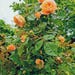 30 ORANGE CLIMBING ROSE Seeds, Climber Fragrant, Multicolor Climbing ...