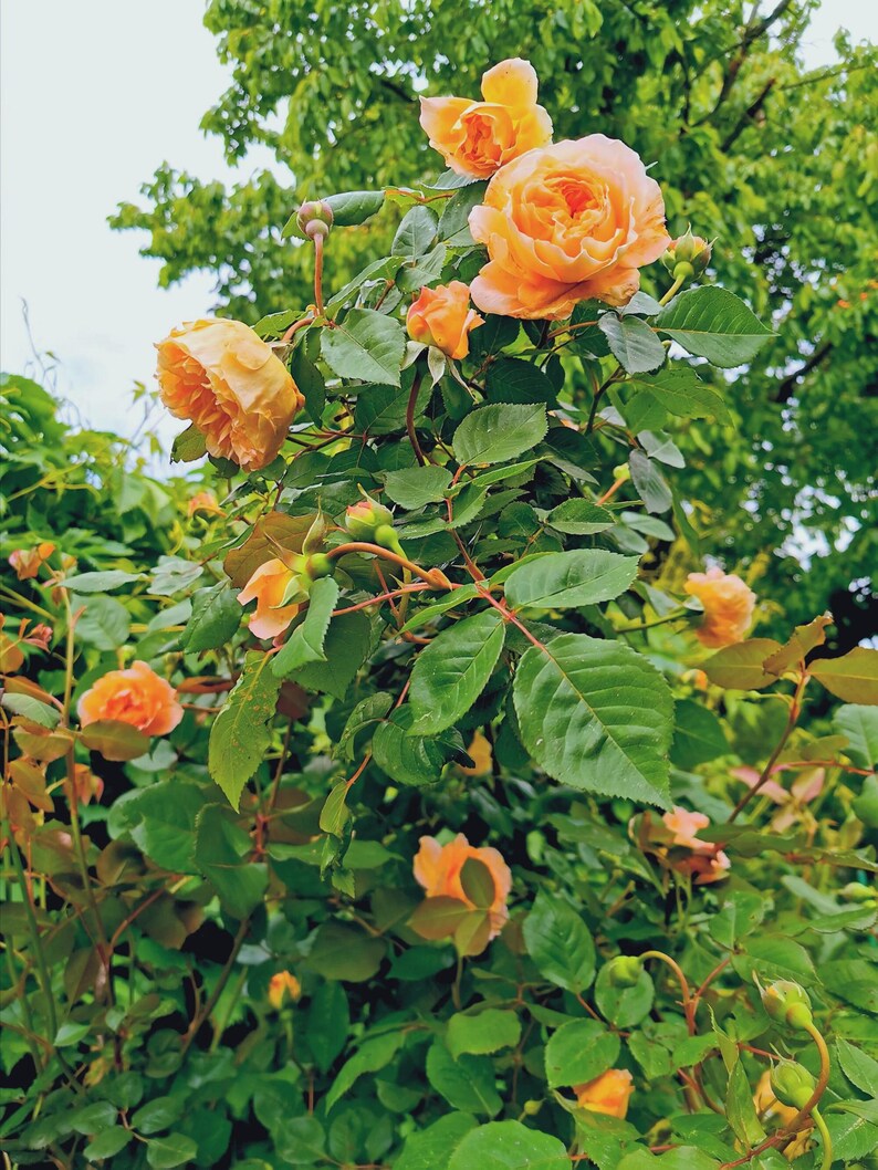 30 ORANGE CLIMBING ROSE Seeds, Climber Fragrant, Multicolor Climbing ...