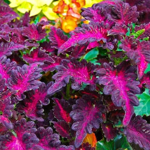 25+ Coleus Black Dragon Lulu Seeds – Special Deep Burgundy Foliage, Compact Shade Plant for Pots, Borders, and Dramatic Garden Displays