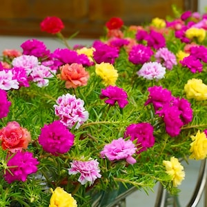 May include: A vibrant display of colorful flowers in full bloom. The image showcases a variety of blossoms in shades of pink, magenta, yellow, orange, and red, set against a backdrop of green foliage. The flowers appear to be in a planter.