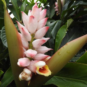 5 Malacca Ginger Seeds {Alpinia malaccensis} – Tropical Plant – Aromatic Perennial for Garden & Containers - a457