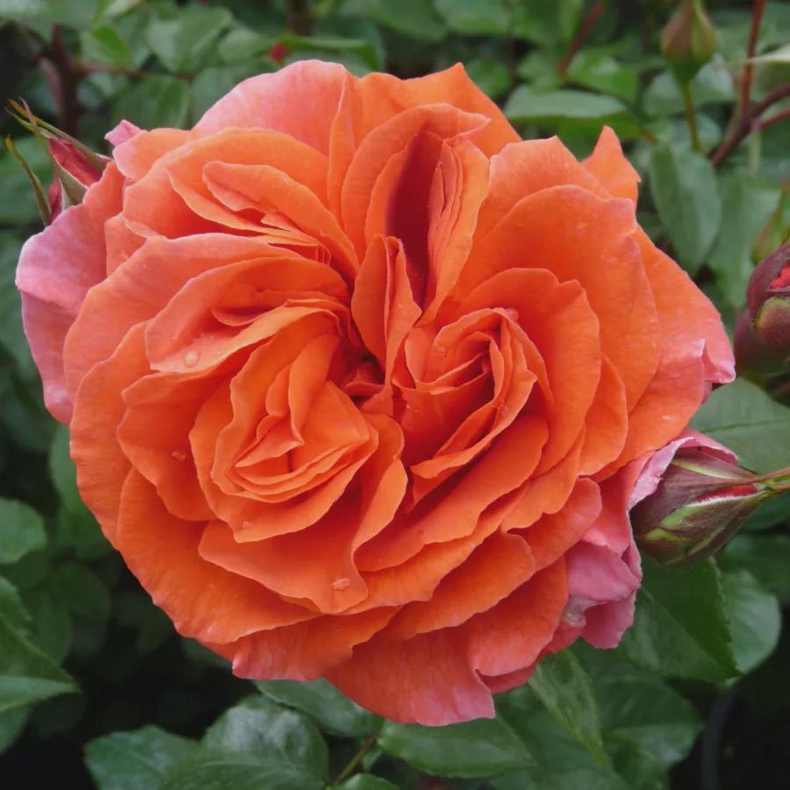 30 ORANGE CLIMBING ROSE Seeds, Climber Fragrant, Multicolor Climbing ...