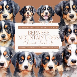 Berner Sennenhund Clipart Pack B, süße Berner Sennenhund Illustrationen, Tier Clipart, Clipart für kommerzielle Nutzung, transparente PNGs