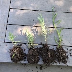 Provence Lavender Live Plant