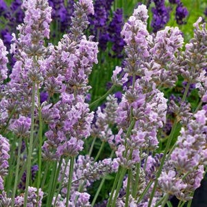 May include: Close-up of lavender flowers in various stages of bloom. The image showcases multiple stalks of lavender with vibrant purple and green hues. The flowers are in full bloom, with a few buds still closed, creating a textured and detailed floral display.