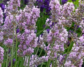 Rare Pink Miss Katherine Lavender Live Plant