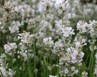 May include: A cluster of white lavender flowers with slender green stems and small, delicate petals arranged in vertical spikes. The blossoms are densely packed, showing varying stages of bloom from tight buds to fully opened white florets.