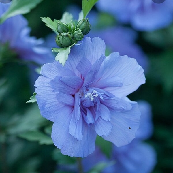 Blue Rose of Sharon Seeds