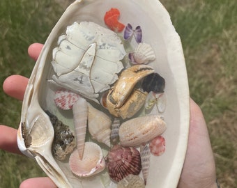 Oddity and Curiosity Resin Seashell