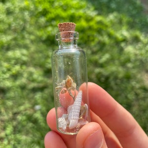 Large Cork Curio Jar Oddity Sea Shell