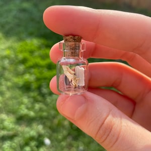 Small Curio Jar Oddity Sea Shell Flowers Snake Skin Curiosities Cottagecore Goblincore