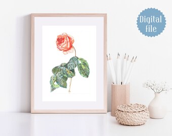 Rose poster, collage wall Art, flower hand-drawing artwork, botanical illustration affiche, rose affiche, botanical print, DIGITAL DOWNLOAD