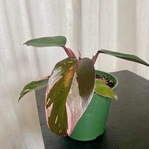 RARE PLANT — 4&quot; Philodendron Pink Princess