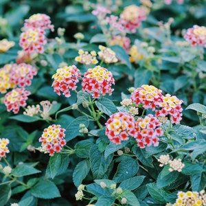 Springtime Flowers Digital Photography Print
