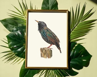 Starling Art Print, Starling Wall Art, Cottagecore, Bird Print, Bird Art Print