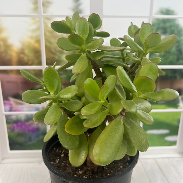 Large Classic Jade Plant | Crassula Ovata | Jade Succulent | Bare Root Plant | Live Plant | Greenhouse | Gift for Her | Gift for Him