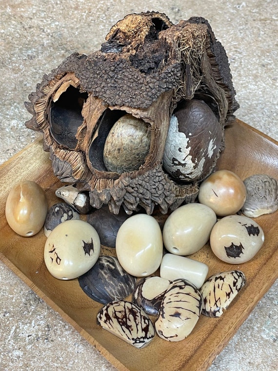 GLAMOUROUS tropical IVORY TAGUA Nut Beads Beaded … - image 8