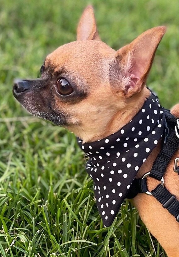 Hand Made Snap on Dog Bandana and Hair Scrunchie Set Scrunchy and Pet Bandana Matching Set Scrunches bandana Set. Custom Dog Mom Gif Etsy