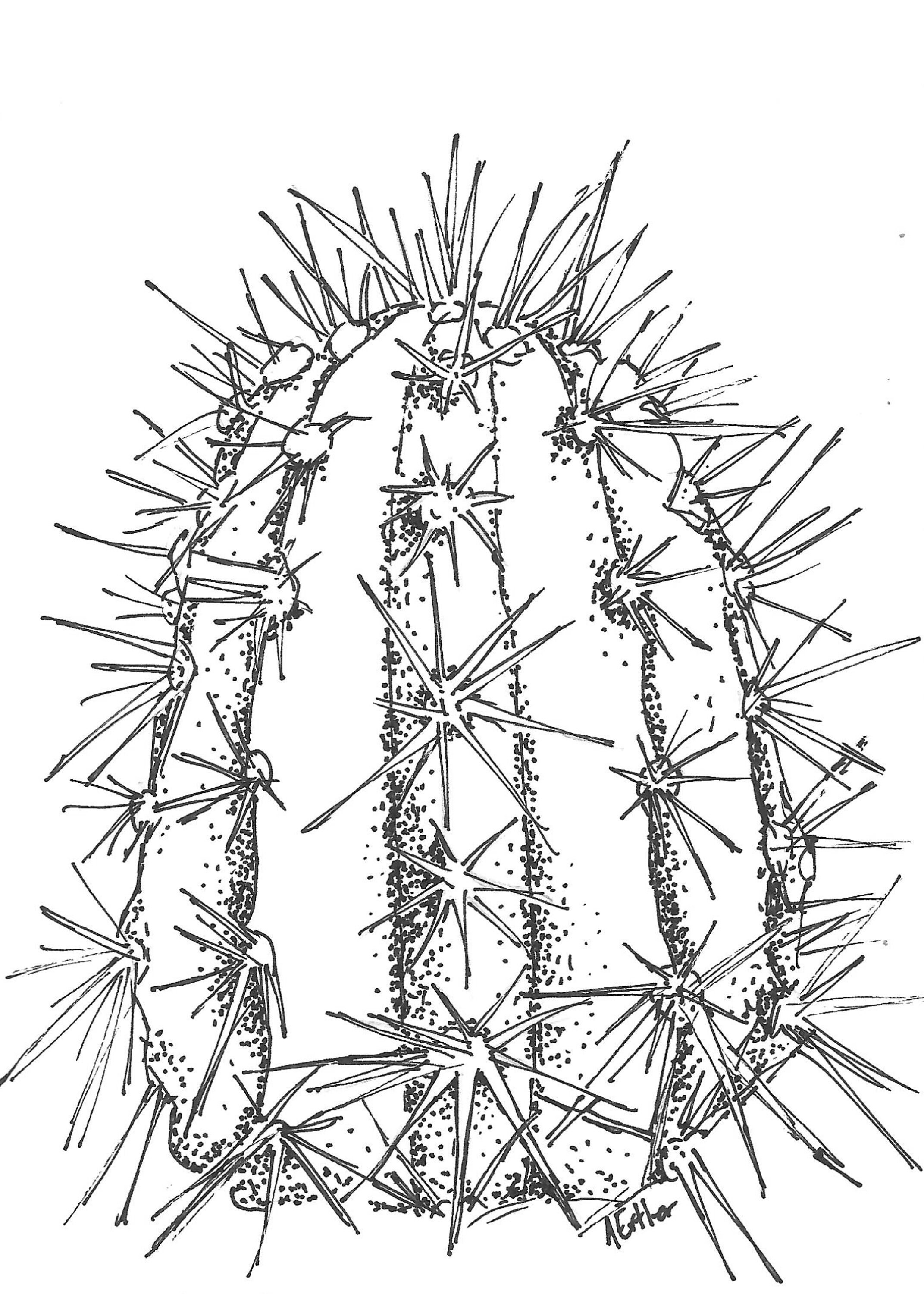 Barrel Cactus Ink Drawing Wall Art