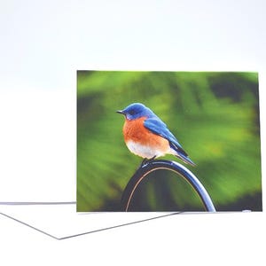 Carte de voeux photo Bluebird, photographie originale, impression de qualité, 4 1/2 x 5 1/2 carte