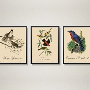 Set of 3 Digital Bird Prints | Vintage Bird Illustrations | Bird Wall Art Printables | Office And Bedroom Decor | INSTANT DOWNLOAD