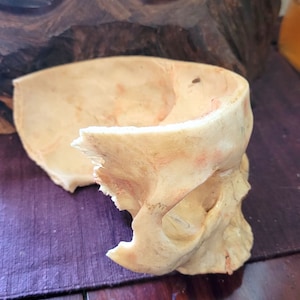 Human Skull STL, Cut in HALF. Teaching Tool used in Forensic Anthropology, Anatomy. High Resolution / Halloween Prop