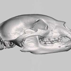Real Black Bear Skull, High Resolution STL Scan Animal Reproduction