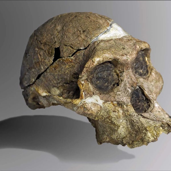 MRS. PLES, Australopithecus africanus, Ancient Hominid Skull Museum Quality High Resolution STL // Fossil / Evolution