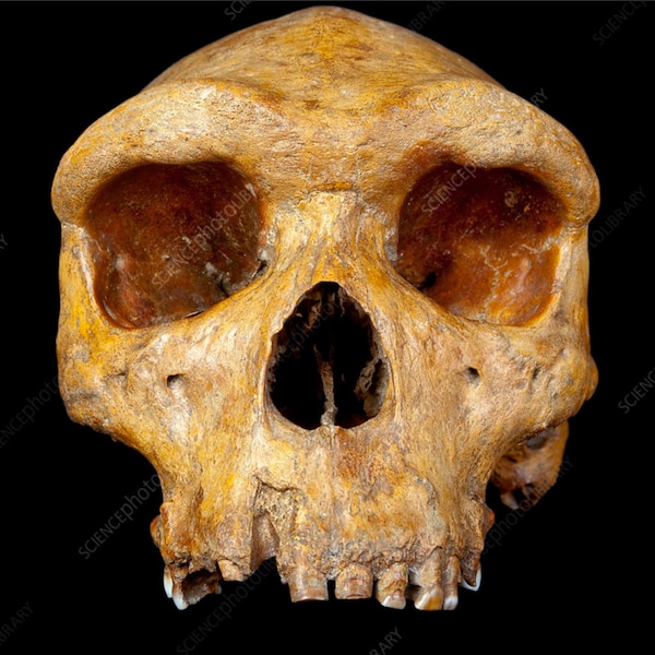 Homo heidelbergensis, Broken Hill Skull, Ancient Hominid Skull Museum Qualität High Resolution STL / Fossil / Paleoanthropologie / Evolution