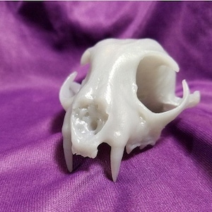 Real Bobcat Skull and Jaw, High Resolution STL Scan Animal Reproduction