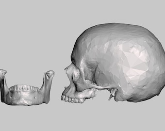 May include: A 3D model of a human skull, viewed from the side. The skull is made up of polygons, giving it a slightly pixelated appearance. The jawbone is separate from the skull and is positioned below it.
