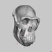 West African Chimpanzee (pan Troglodytes Verus) Skull High Resolution ...