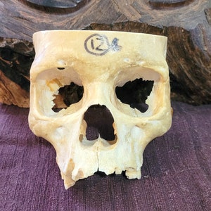 Asian Skull STL, Cut in HALF. Teaching Tool used in Forensic Anthropology, Anatomy. High Resolution / Halloween Prop