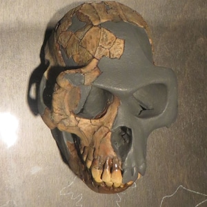 Ardipithecus ramidus, &quot;Ardi&quot;, Ancient Hominid Skull and Jaw Museum Quality High Resolution STL // Fossil // Paleoanthropology / Evolution