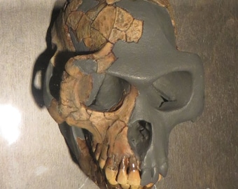 アウストラロピテクス·アフリカヌス実物大模型 アウストラロピテクス