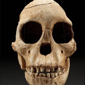 Australopithecus africanus, TAUNG CHILD, Ancient Hominid Skull Museum Quality High Resolution STL // Fossil / Evolution