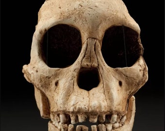 May include: A close-up of a fossilized human skull with teeth. The skull is light brown and has a rough texture. The skull is hanging from a string.